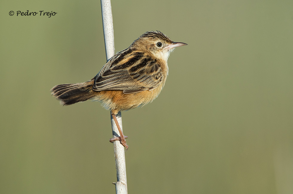 Buitrón (Cisticola juncidis)